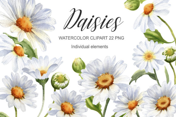 Download Watercolor Daisy Flower Clipart - Daisy Collection