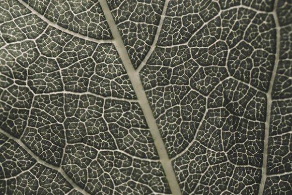 Download Leaf Surface Detailed Texture - Texture Collection